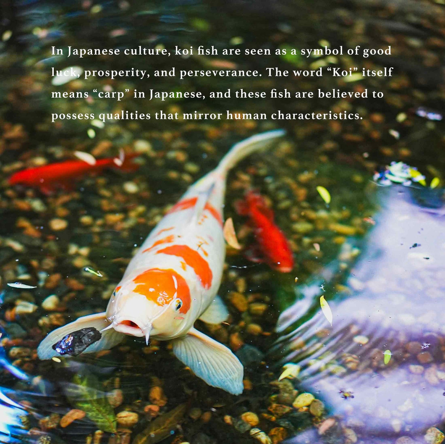 Happiness 鯉 <Koi> small